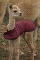 2010 Female Cria