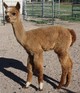 2010 Cria - Caprice