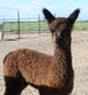 2010 cria - Nitro