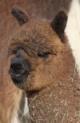 cria head shot