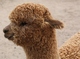 Porthos as a cria