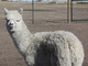 Tacoma cria picture