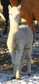 2007 Cria