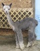 Eddie - Acacias' 2011 cria