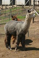 Satinka's 2008 male cria