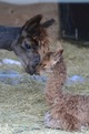 Savannah New cria from Titan