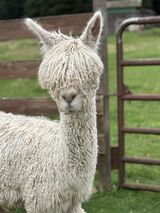 alpaca for sale