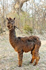 alpaca for sale