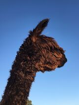 alpaca for sale