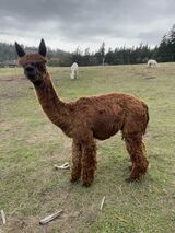 alpaca for sale