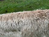 alpaca for sale