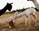 Her first cria!