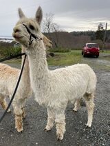 alpaca for sale