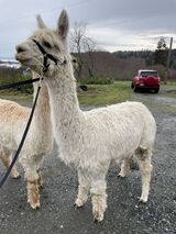 alpaca for sale