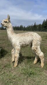 alpaca for sale