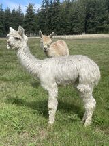 alpaca for sale