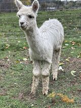 alpaca for sale