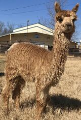 alpaca for sale