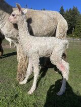 alpaca for sale