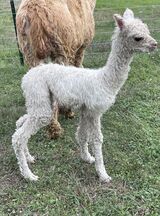 alpaca for sale