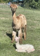 alpaca for sale