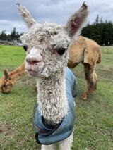 alpaca for sale