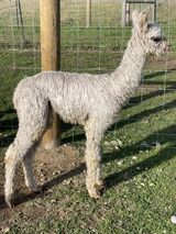 alpaca for sale