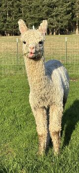 alpaca for sale