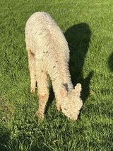 alpaca for sale