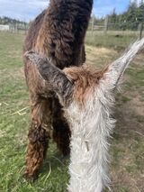 alpaca for sale