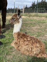 alpaca for sale