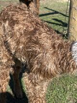 alpaca for sale