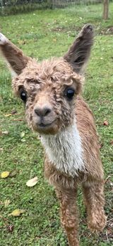 alpaca for sale