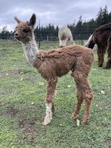 alpaca for sale