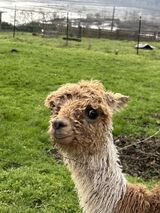 alpaca for sale