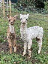 alpaca for sale