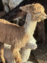 alpaca for sale