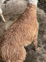 alpaca for sale