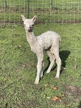 alpaca for sale