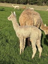 alpaca for sale