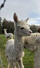 alpaca for sale