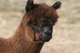 Conga, Second Cria is on the Show String and Winning