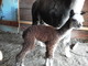 Indiana's Akiko Hours Old Rose Grey Female