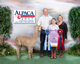 alpaca for sale