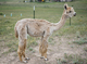 alpaca for sale