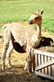 alpaca for sale