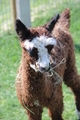 alpaca for sale