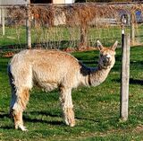 alpaca for sale