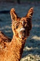 alpaca for sale