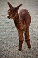 alpaca for sale